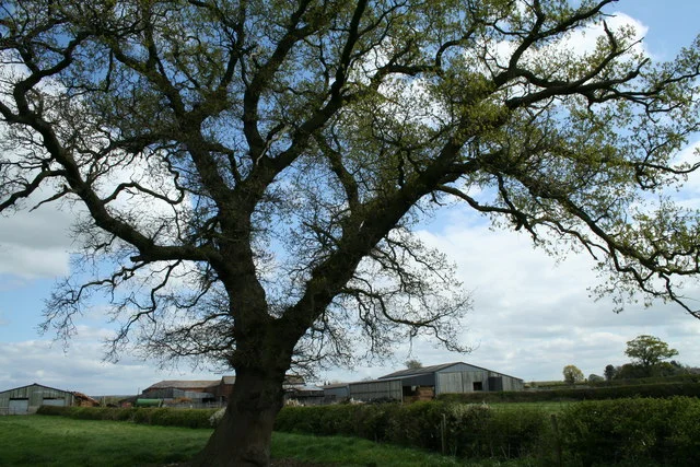 An oak tree in a field
