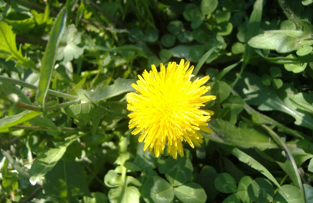 A yellow dandelion flower